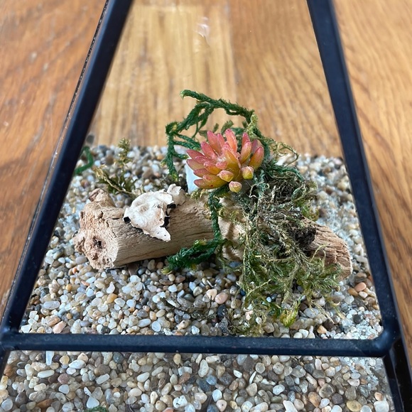 NWOT Black Metal Terrarium with rocks & mossy log - Picture 5 of 6